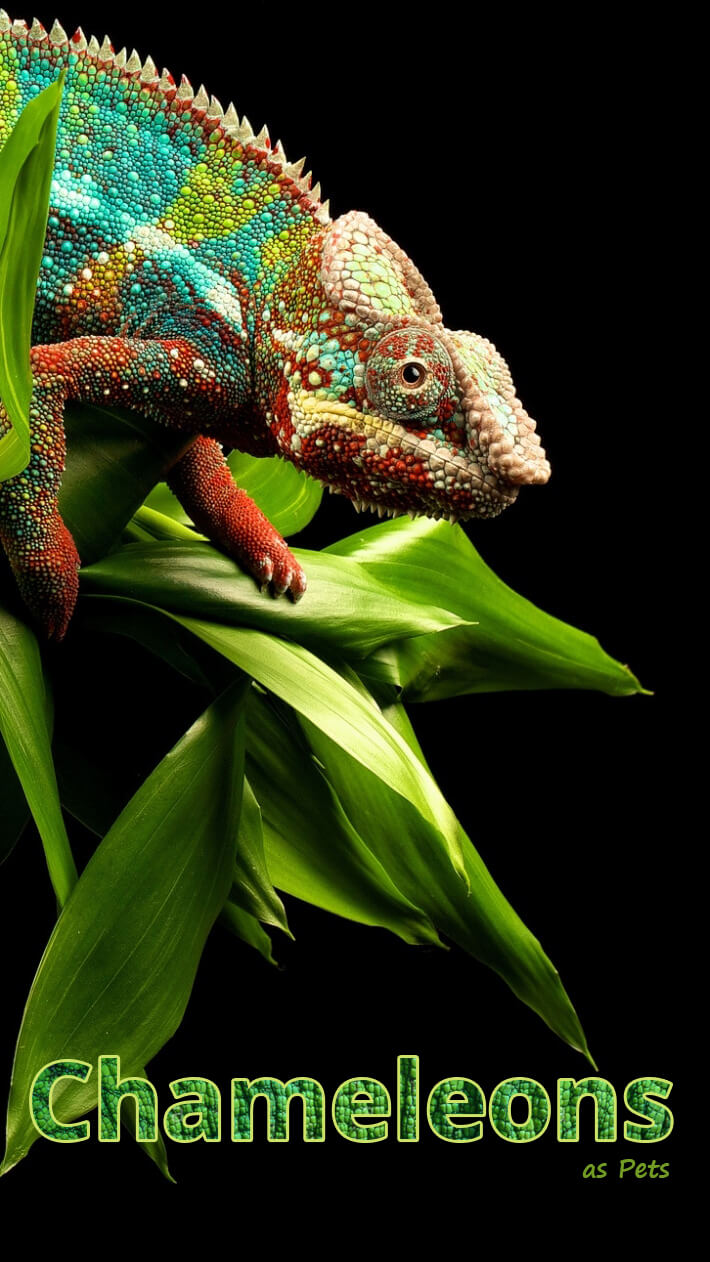 Chameleons As Pets Recommended Tips