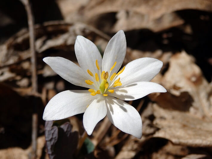 Growing Bloodroot in the Home Garden - Recommended Tips