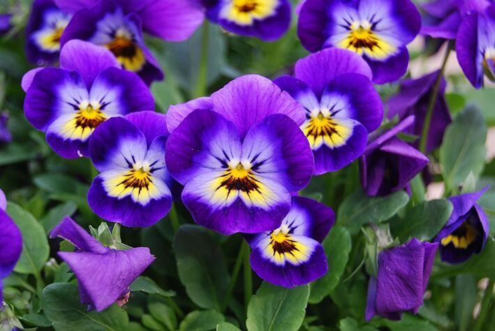 Recommended Tips:Growing-Violas-1 - Recommended Tips