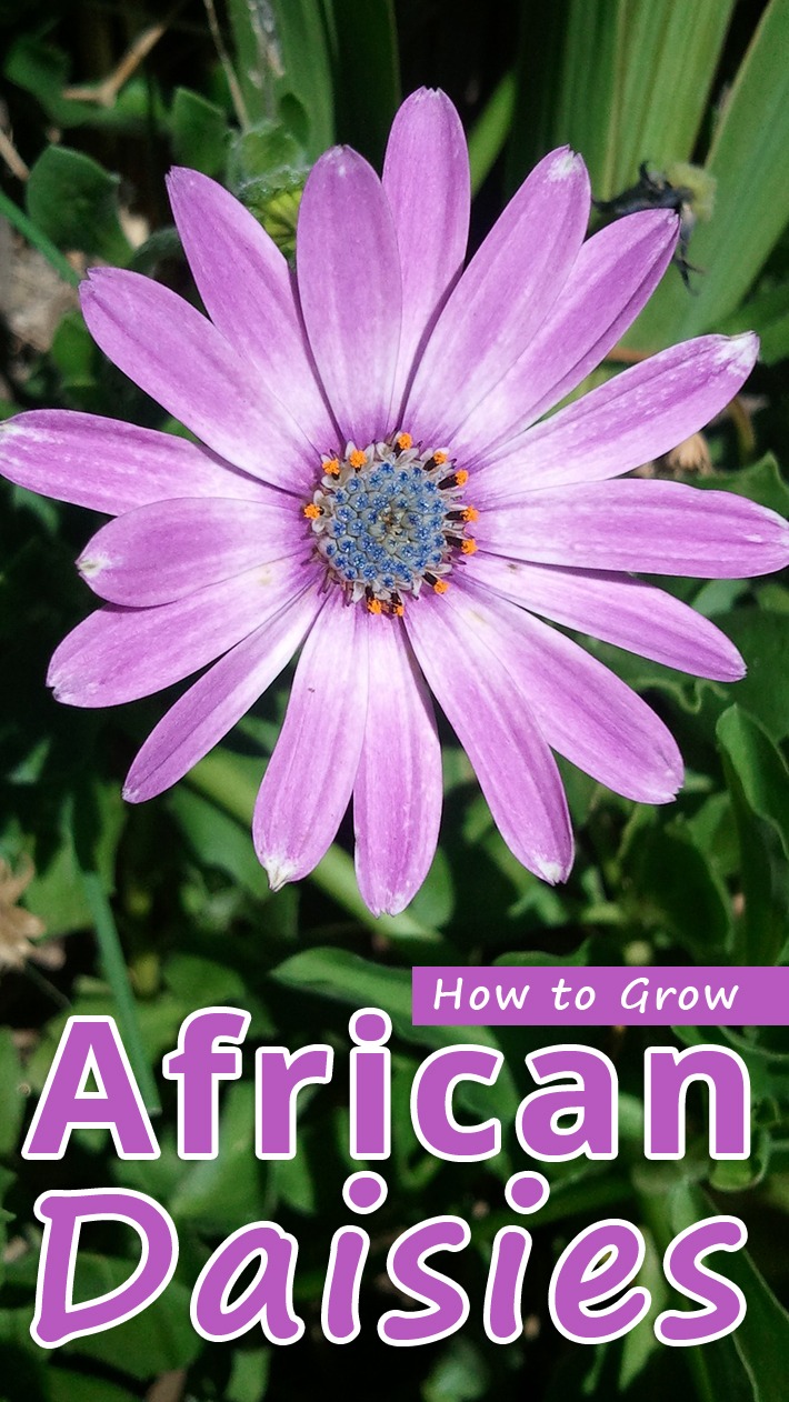 How to Grow African Daisies