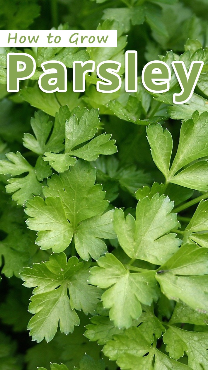 How To Grow Parsley Recommended Tips